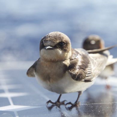 Croisière Guadeloupe joli oiseau