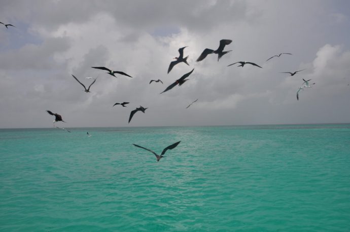 Croisière Guadeloupe Oiseaux
