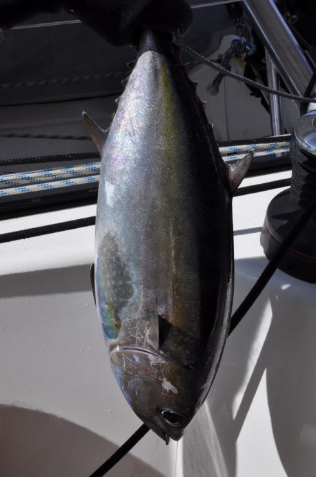Croisière Guadeloupe pêche