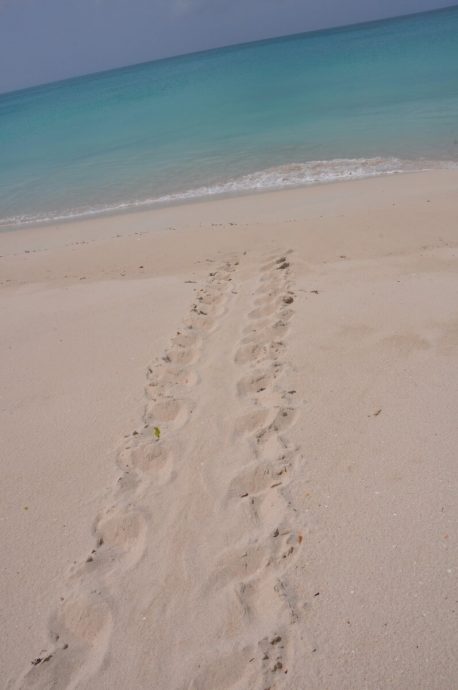 Croisière Guadeloupe trace d'une tortue
