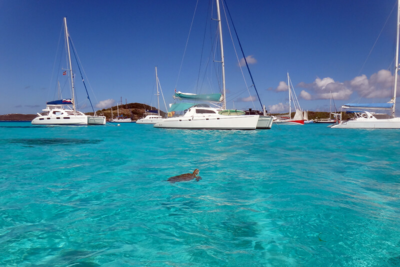 croisière Guadeloupe visite de la tortue