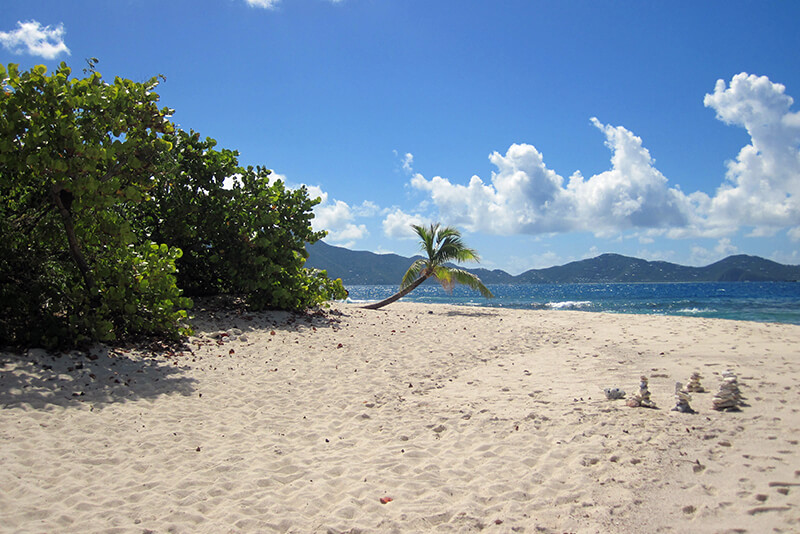 croisière Guadeloupe Palmier