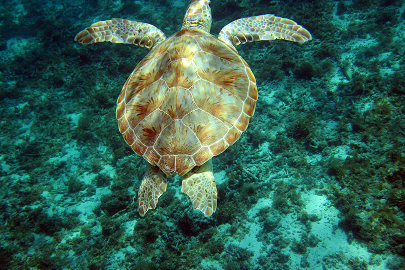 croisière Guadeloupe tortue
