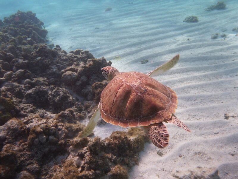 tortue croisiere guadeloupe
