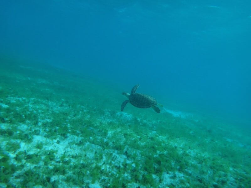 faune croisiere guadeloupe