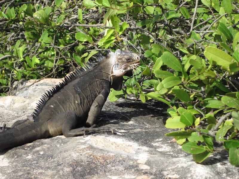 reptile croisiere guadeloupe