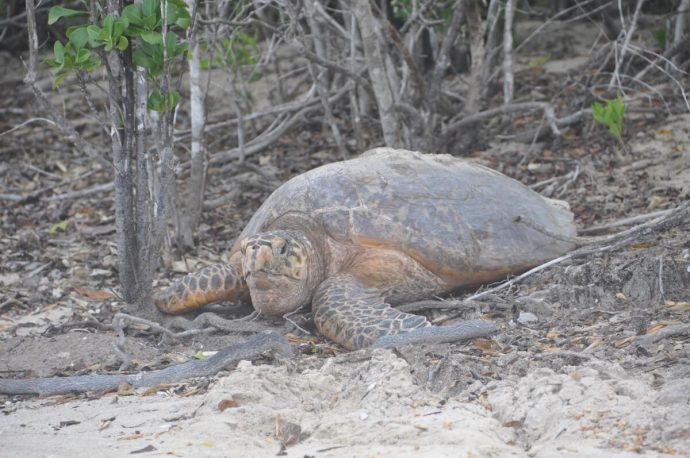 Croisière Guadeloupe tortue sable